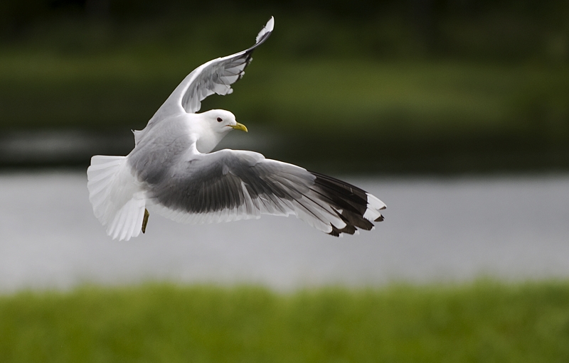 Fiskemåke - Common gull (Larus canus) ad..jpg